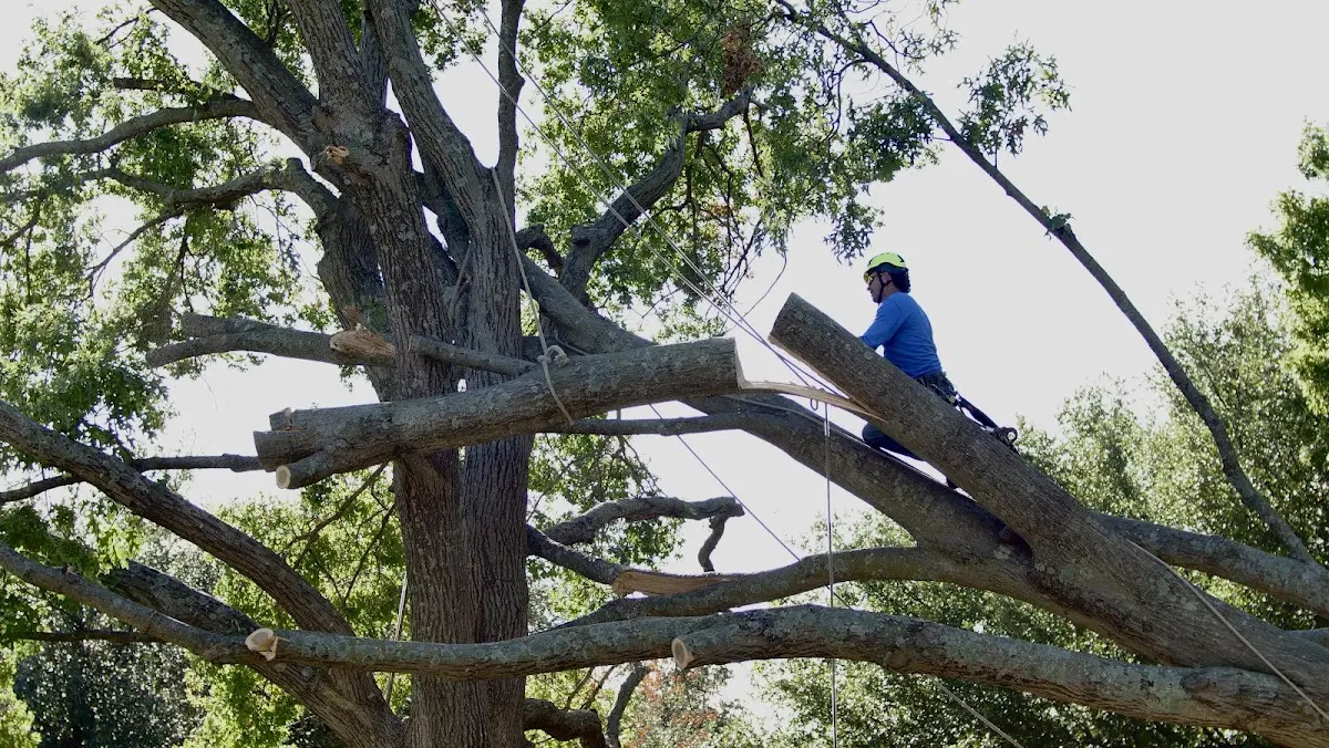 Professional Crown Thinning performed by certified arborists in Corsica