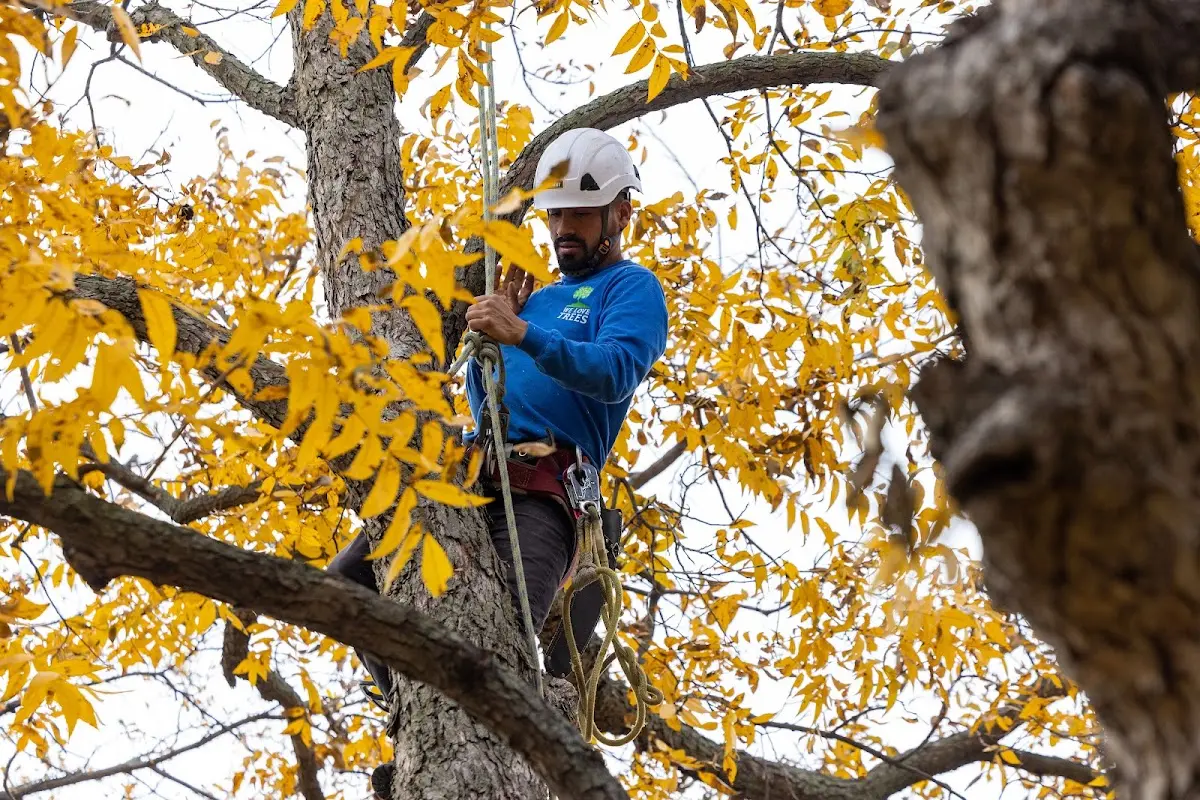 Skilled Tree Planing crew working in Corsica